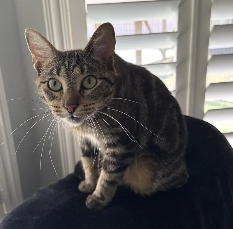 A young medium-sized female Tabby (Brown / Chocolate) Tabby cat named Reload for adoption in Porter, TX