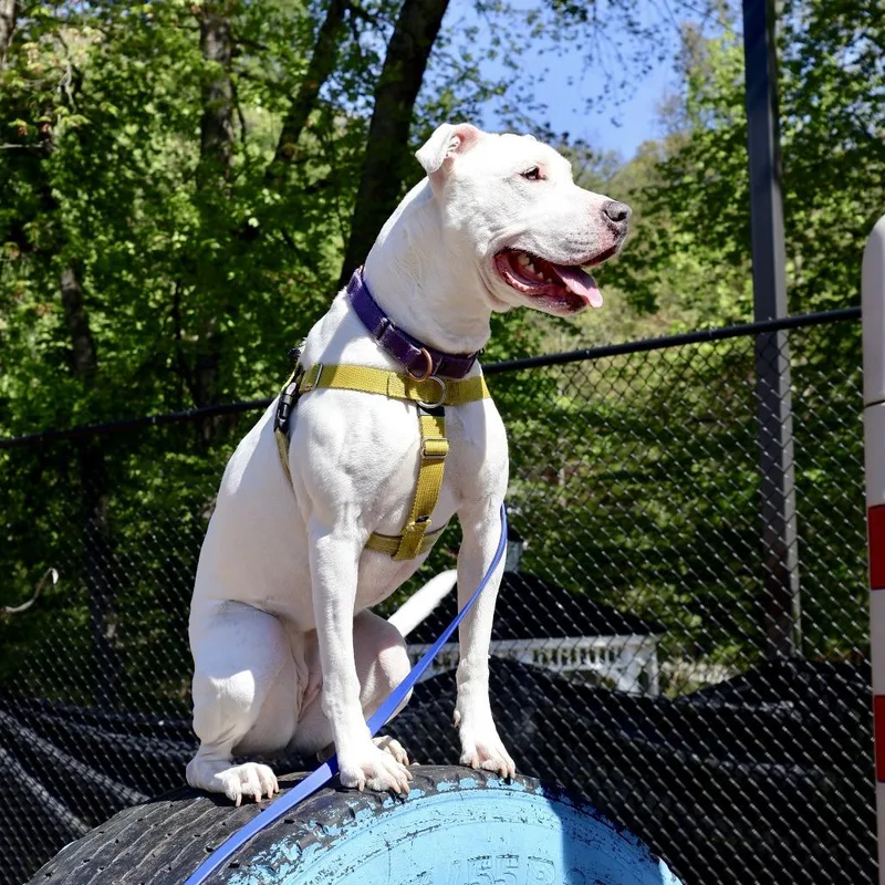 An adult medium-sized female White / Cream Pit Bull Terrier dog named Dandelion for adoption in Briarcliff Manor, NY