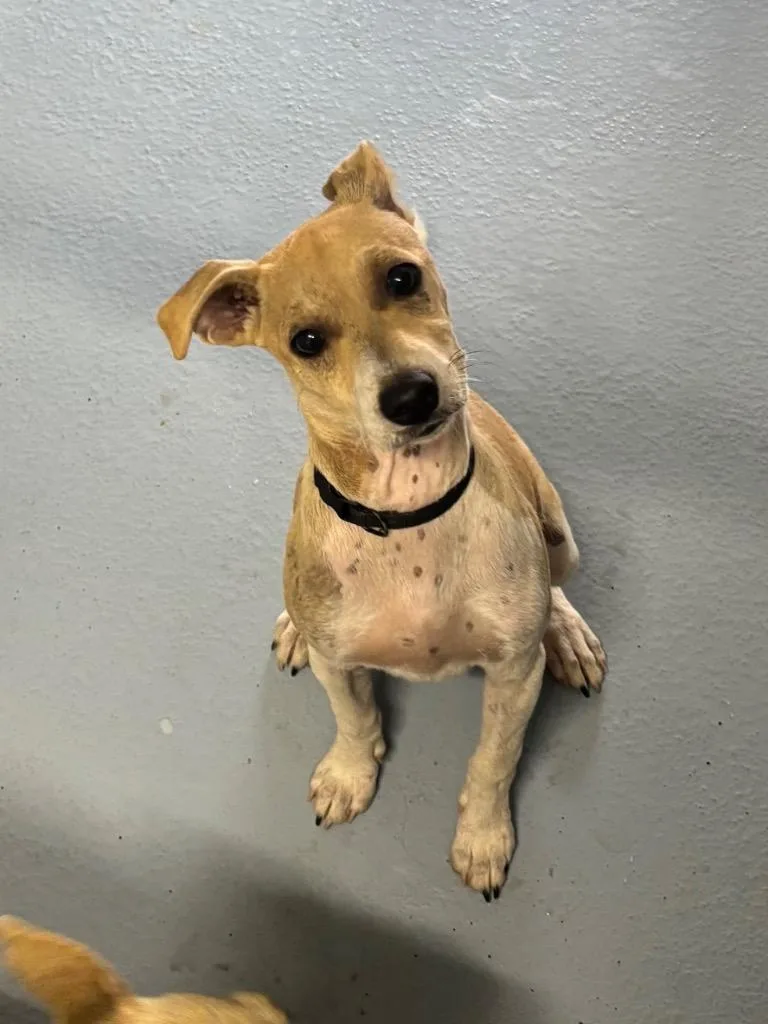 A baby large-sized male Mixed Breed dog named Peter for adoption in Cartersville , GA