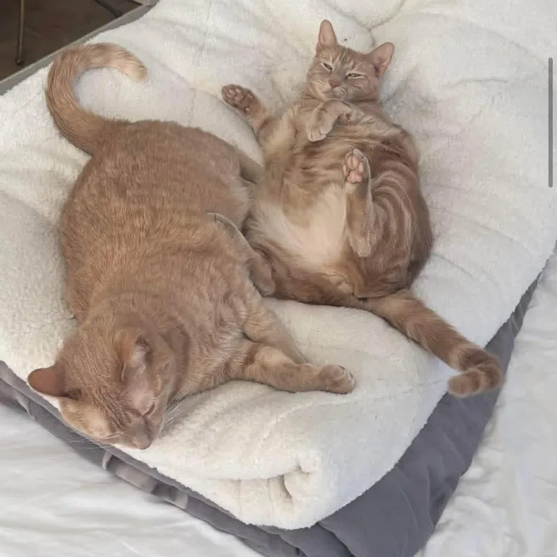 Rocky & Milo thumbnail 2