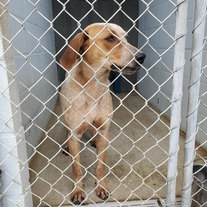 An adult medium-sized male Yellow / Tan / Blond / Fawn Hound dog named Scout for adoption in Denison, TX