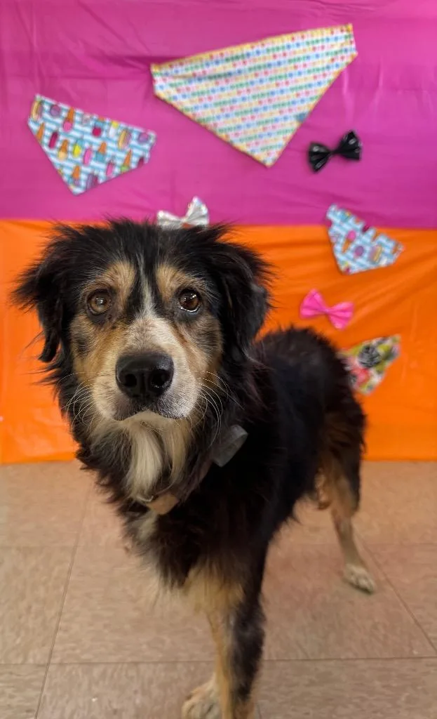 A senior medium-sized female Tricolor (Brown, Black, & White) Australian Shepherd dog named Shelby for adoption in Chickasha, OK