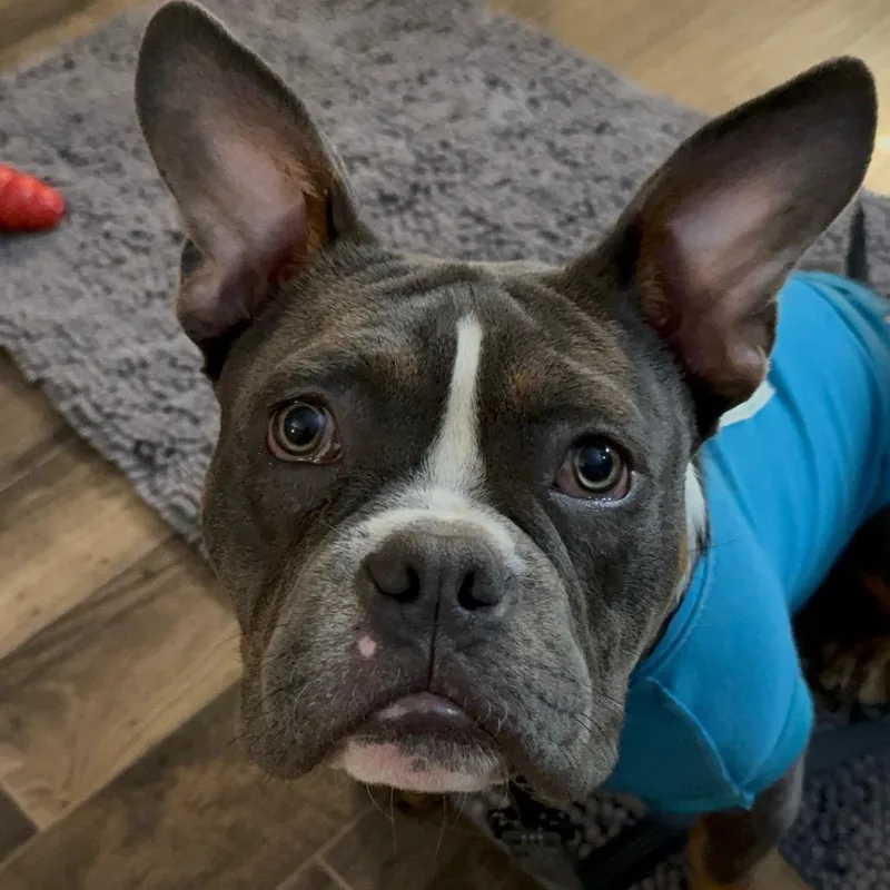 A young medium-sized male French Bulldog dog named Wilson for adoption in Columbus, OH