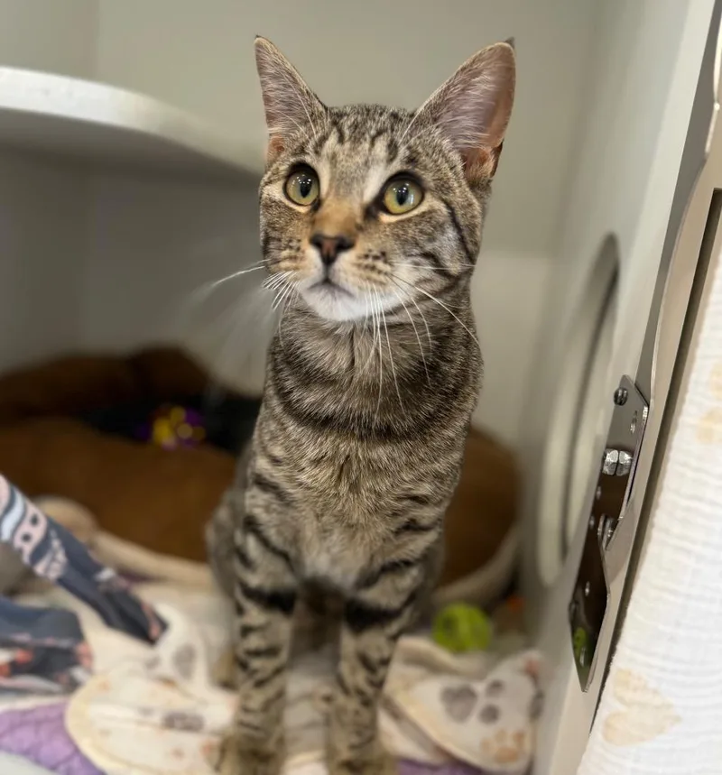 A baby medium-sized male Domestic Short Hair cat named Oliver for adoption in Columbia, IL