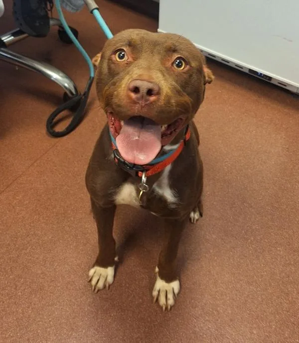 An adult medium-sized female Pit Bull Terrier dog named Tinker Bell for adoption in Oakland, CA