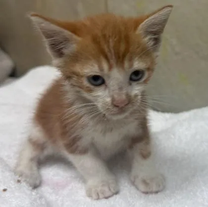 A baby small-sized male Domestic Short Hair cat named Champs for adoption in Honolulu, HI