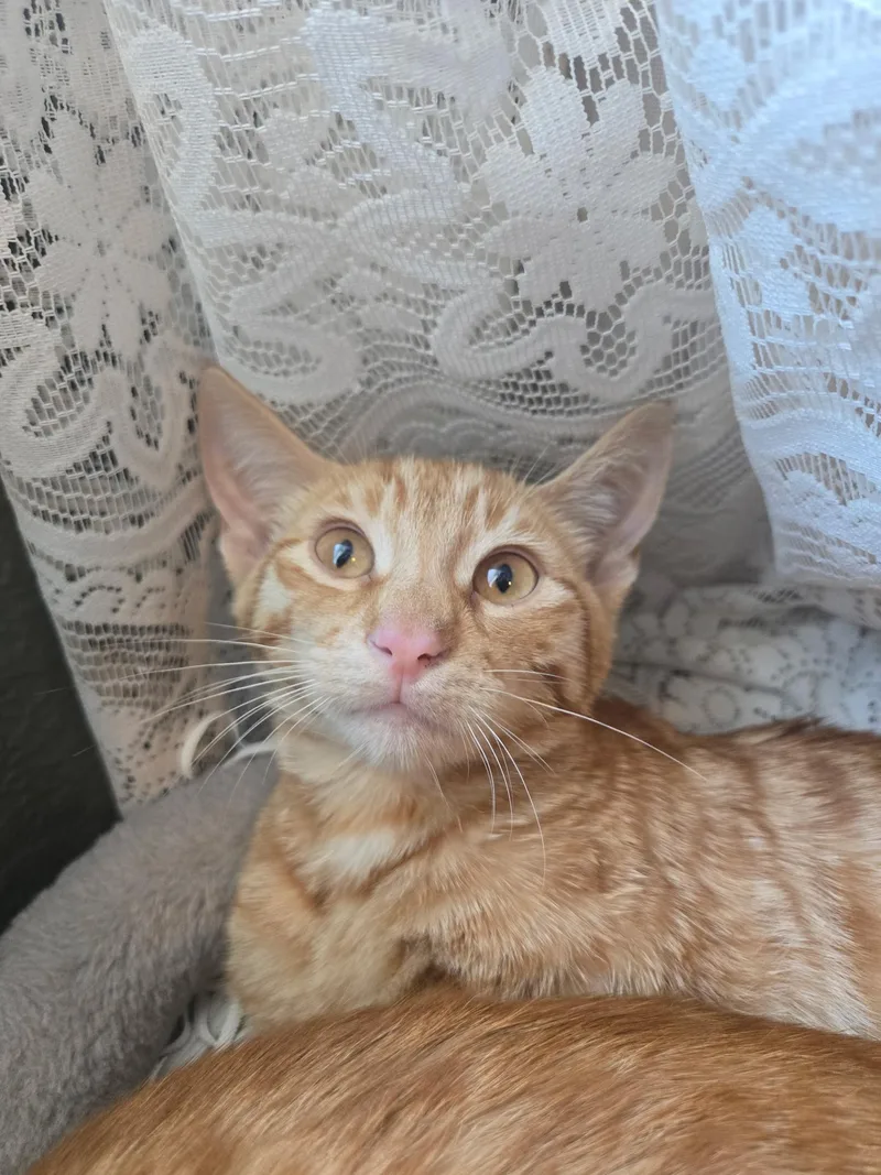 A baby medium-sized male Domestic Short Hair cat named Fred for adoption in Penryn, CA