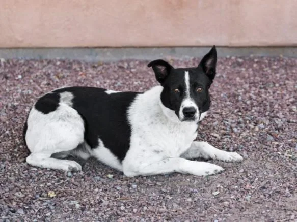 A young medium-sized male Australian Cattle Dog / Blue Heeler dog named Smokey for adoption in Santa Fe, NM