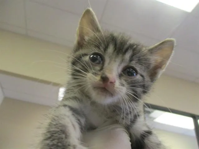 A baby small-sized female Domestic Short Hair cat named Nadia for adoption in Ocala, FL