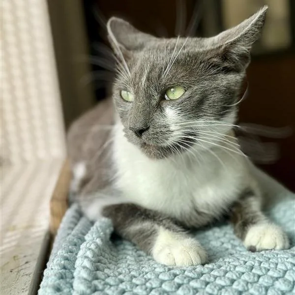 An adult large-sized female Gray / Blue / Silver Domestic Short Hair cat named Enchantress for adoption in Long Beach, CA