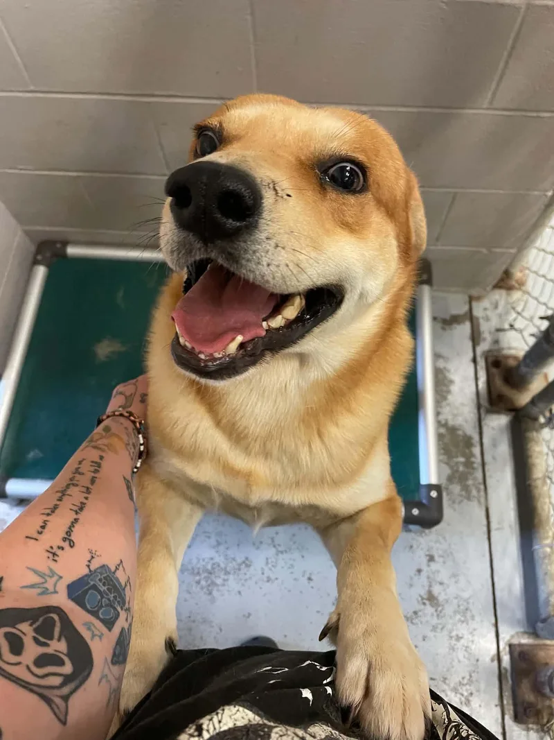 A young medium-sized male Akita dog named John Kelly for adoption in Bishopville, SC