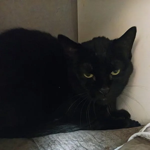 A senior small-sized female Domestic Short Hair cat named Inky for adoption in Des Moines, IA