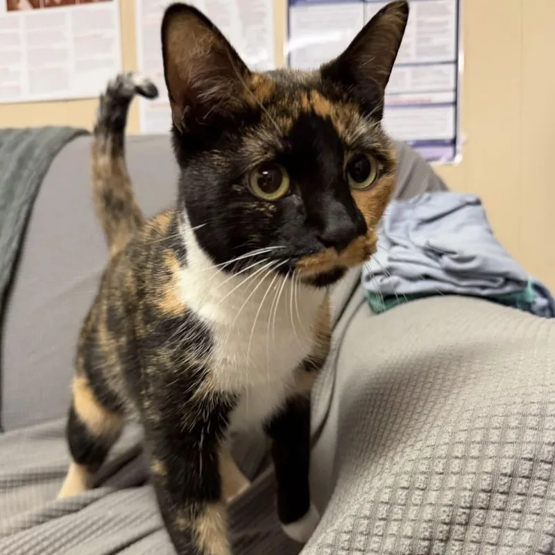 A young medium-sized female Black Domestic Short Hair cat named Coraline for adoption in Buffalo, MN