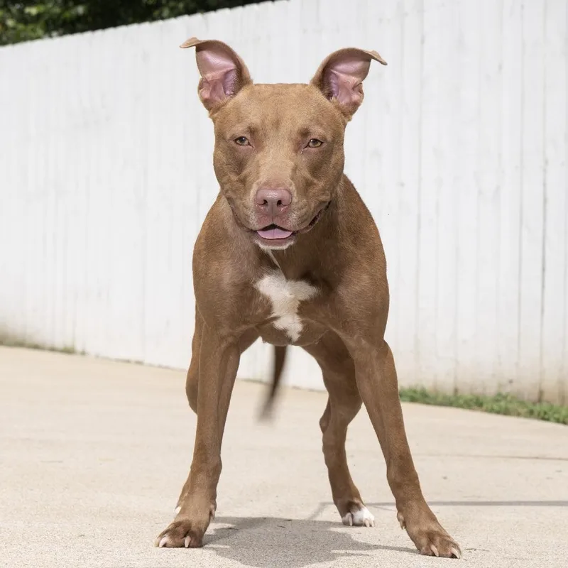 An adult medium-sized female Brown / Chocolate Mixed Breed dog named Clairee for adoption in Franklin, TN