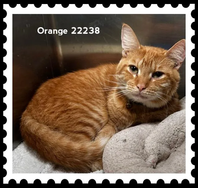 An adult medium-sized male Tabby (Orange / Red) Domestic Short Hair cat named Orange for adoption in Marietta, GA