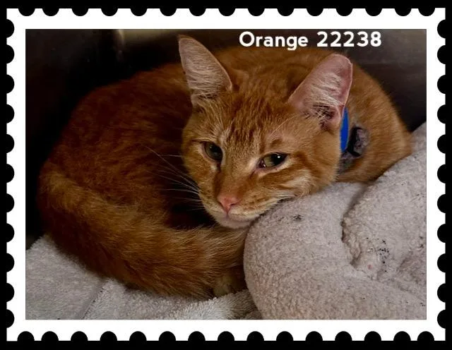 Orange thumbnail 3