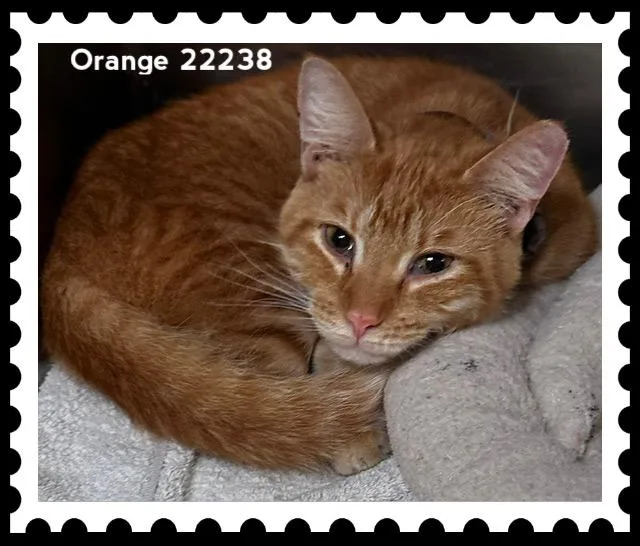 Orange thumbnail 5