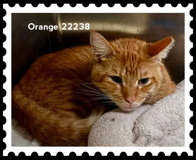 Orange thumbnail 6