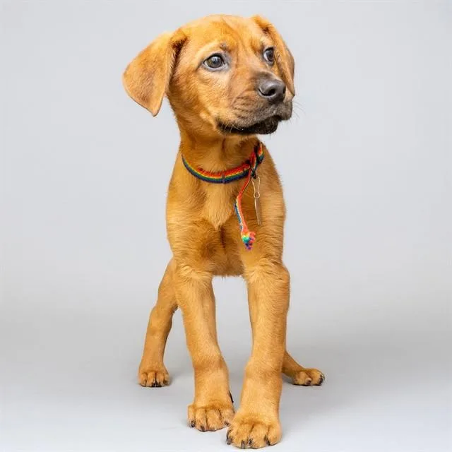 A baby small-sized male Labrador Retriever dog named Abraxos for adoption in St. Louis, MO