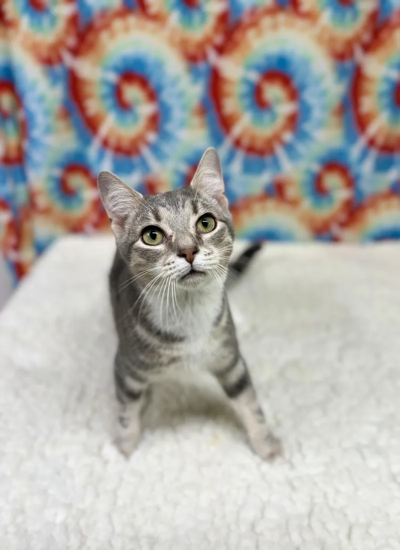 A young medium-sized male Tabby (Gray / Blue / Silver) Domestic Short Hair cat named Tibbs for adoption in Upper Sandusky, OH