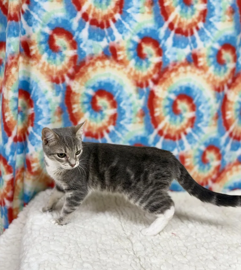 Tibbs thumbnail 2