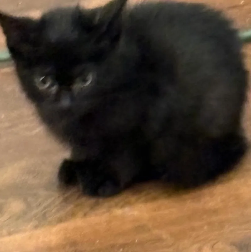 A baby medium-sized male Black Domestic Short Hair cat named Inky for adoption in Beaufort, SC