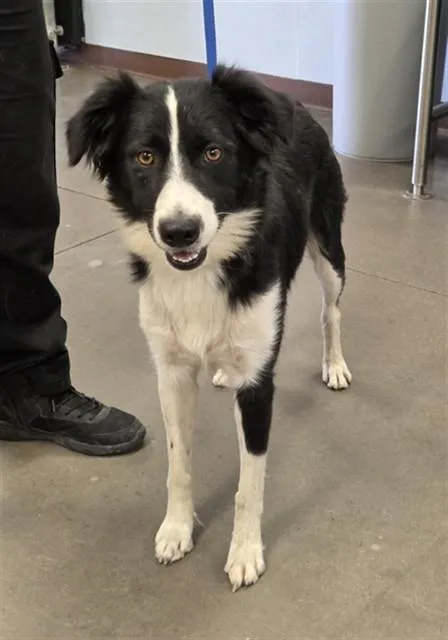 A young large-sized female Border Collie dog named Lexi for adoption in Phoenix, AZ