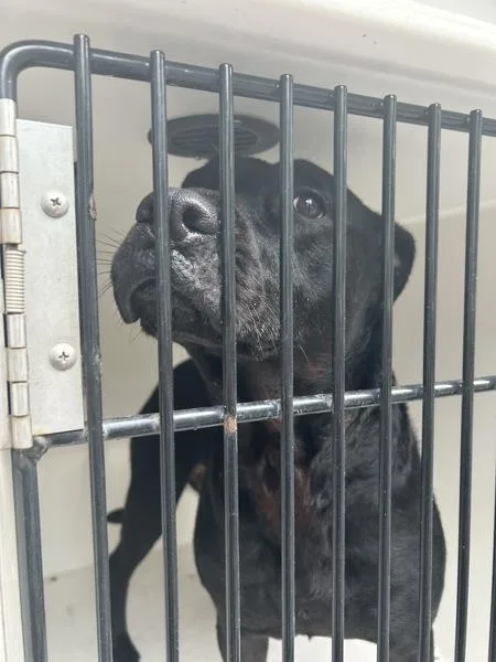 An adult large-sized female Labrador Retriever dog named Solana for adoption in Virginia Beach, VA