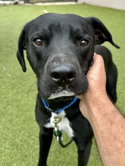 An adult large-sized male Black Mixed Breed dog named Troy for adoption in Wichita, KS