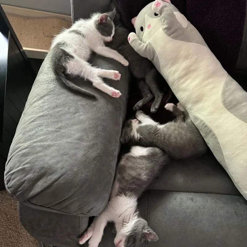 A baby small-sized male Gray / Blue / Silver Domestic Short Hair cat named Hermes for adoption in West Olive, MI