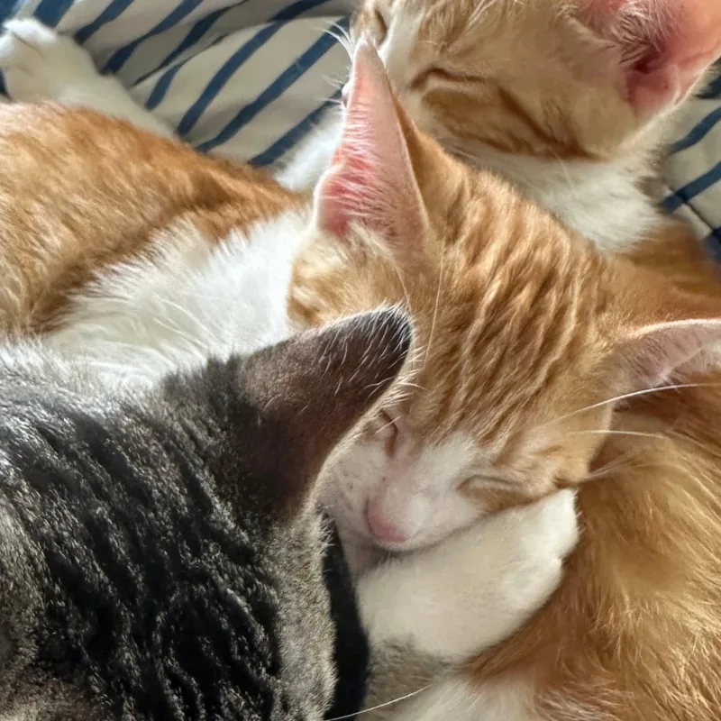 A baby small-sized female Orange & White Domestic Short Hair cat named Mollie for adoption in Flint, TX