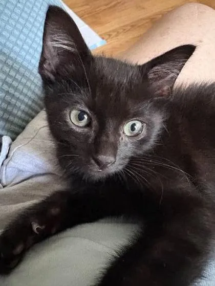 A baby small-sized male Black Domestic Short Hair cat named Bob for adoption in Kansas City, MO
