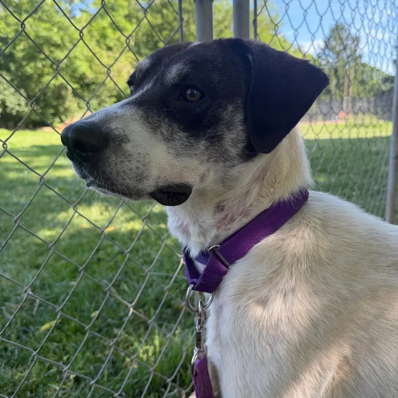 A young large-sized female Labrador Retriever dog named Shooter for adoption in Columbia Station, OH