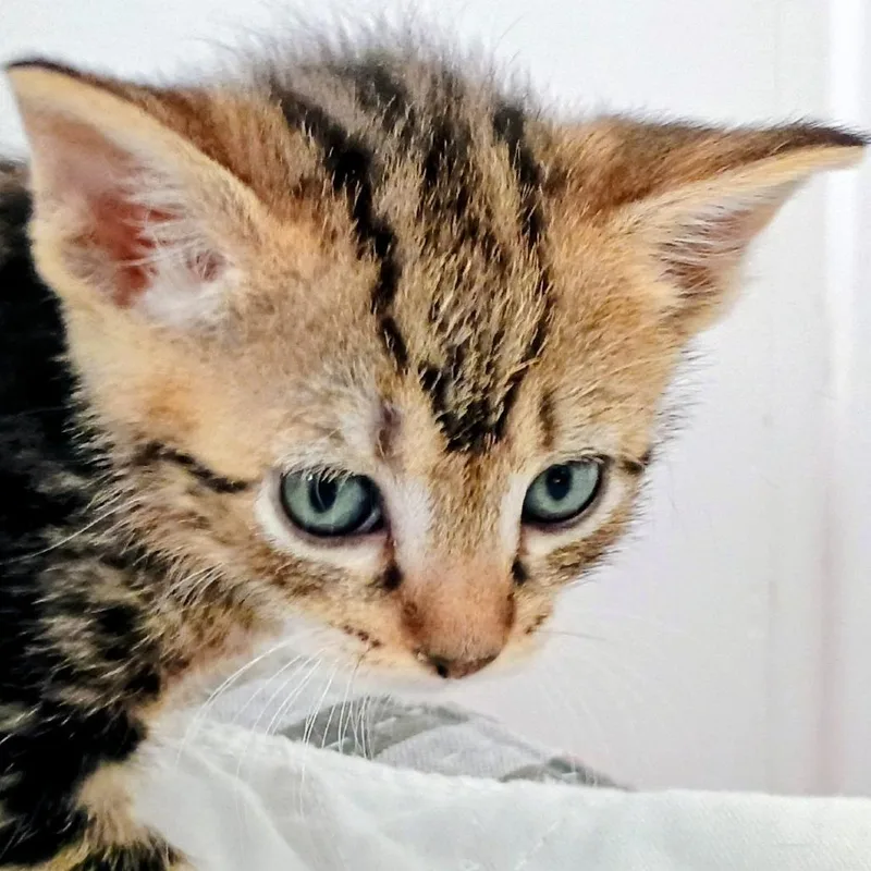 A baby small-sized female Brown / Chocolate Domestic Short Hair cat named Lorraine for adoption in Wappingers Falls, NY