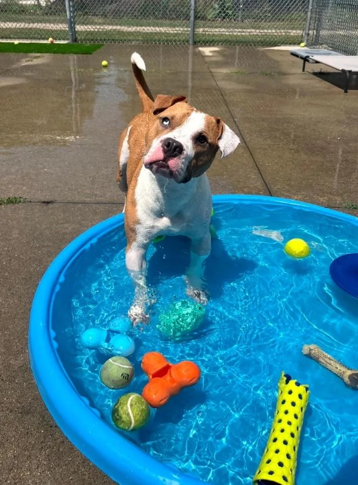 A young large-sized male White / Cream Pit Bull Terrier dog named Bentley for adoption in Pawtucket, RI