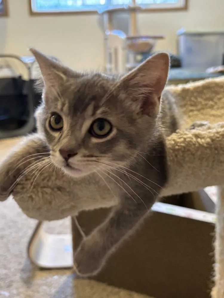 A baby small-sized male Domestic Short Hair cat named Jiminy for adoption in Vancouver, WA