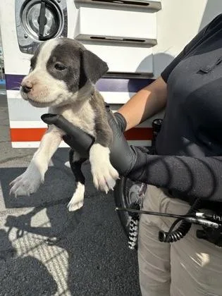 A baby small-sized male Black Pit Bull Terrier dog named 61515672 for adoption in El Paso, TX