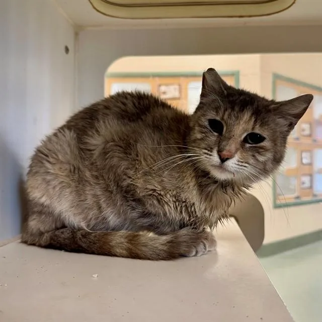 An adult large-sized female Domestic Short Hair cat named Maybaline for adoption in Riverside, CA