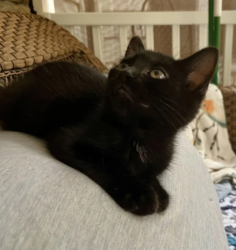 A baby small-sized male Black Domestic Short Hair cat named Zacchaeus for adoption in Rural Hall, NC