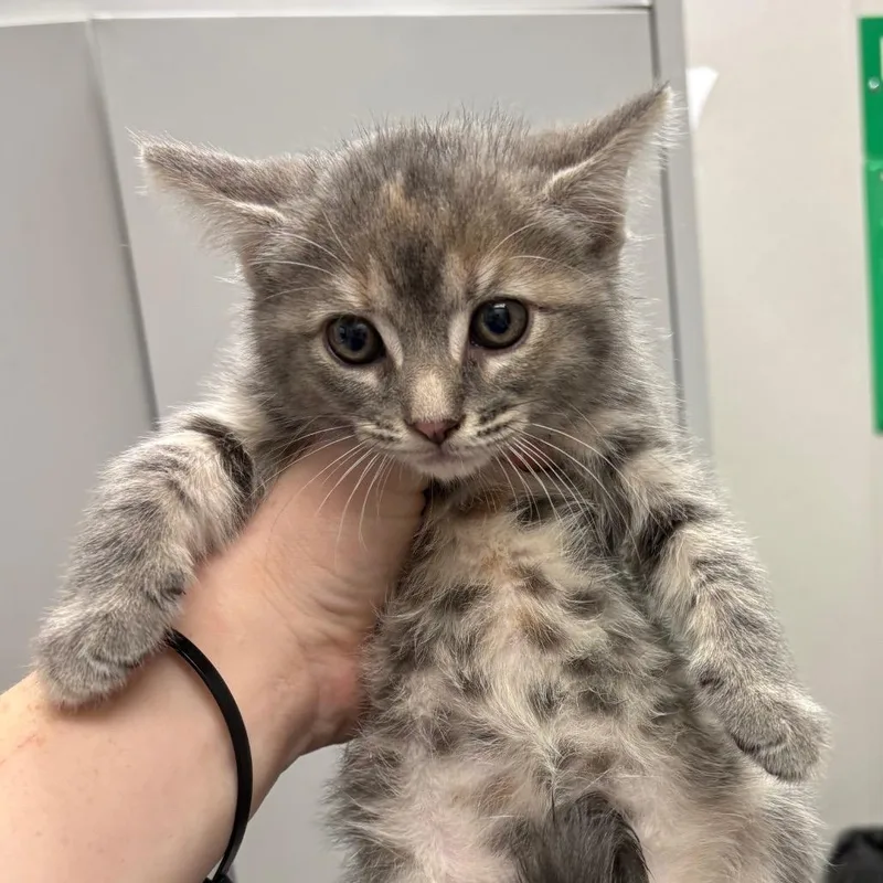 A baby small-sized female Gray / Blue / Silver Domestic Medium Hair cat named Fig Newton for adoption in Columbiana, AL