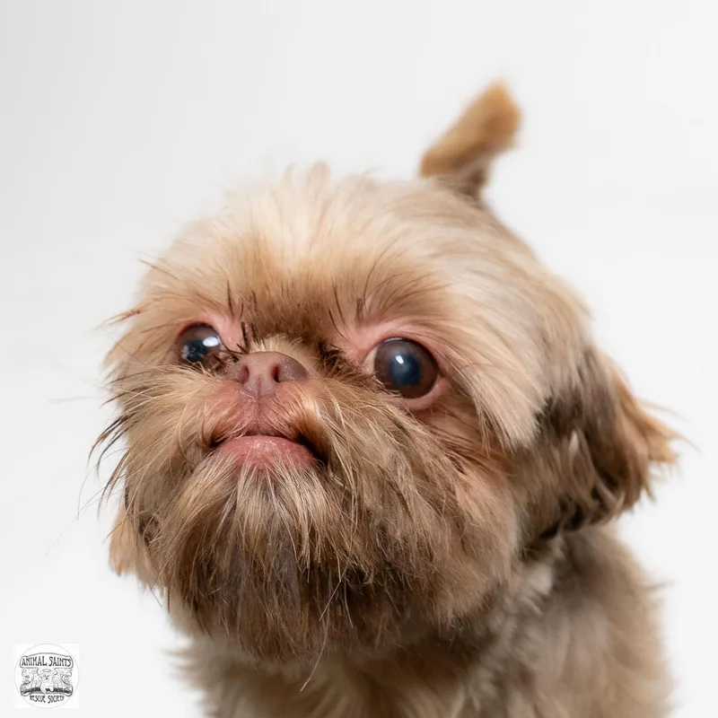 A young small-sized female Yellow / Tan / Blond / Fawn Shih Tzu dog named Cozette for adoption in Fort Montgomery, NY