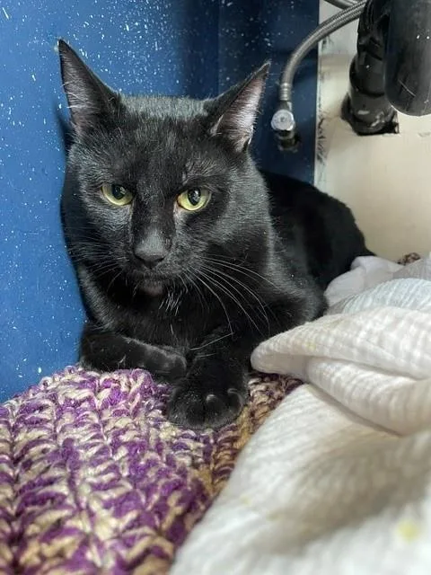 A young medium-sized male Domestic Short Hair cat named Darrow for adoption in Frisco, CO