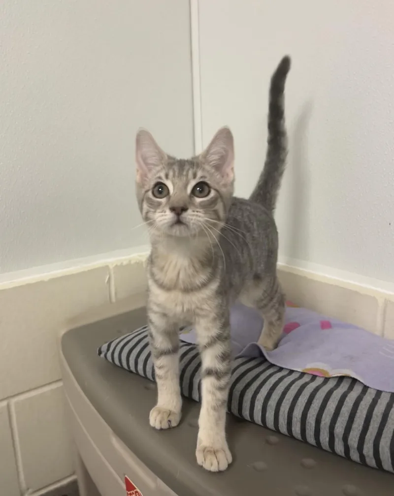 A baby medium-sized female Tabby (Gray / Blue / Silver) Domestic Short Hair cat named Sawzall for adoption in Montville, NJ