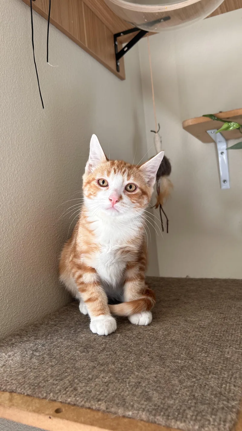 A baby medium-sized male Orange / Red Domestic Short Hair cat named Milo for adoption in Portland, OR