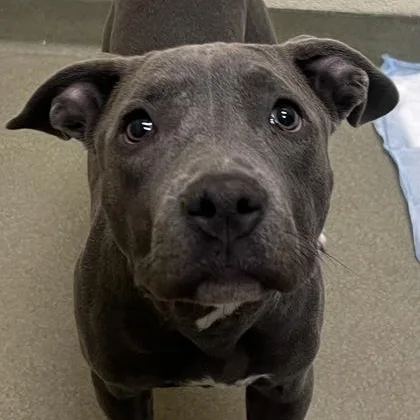 A baby medium-sized female Gray / Blue / Silver Pit Bull Terrier dog named Mae for adoption in Tinley Park, IL
