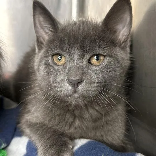 A baby small-sized male Gray / Blue / Silver Domestic Short Hair cat named Ash for adoption in Matteson, IL