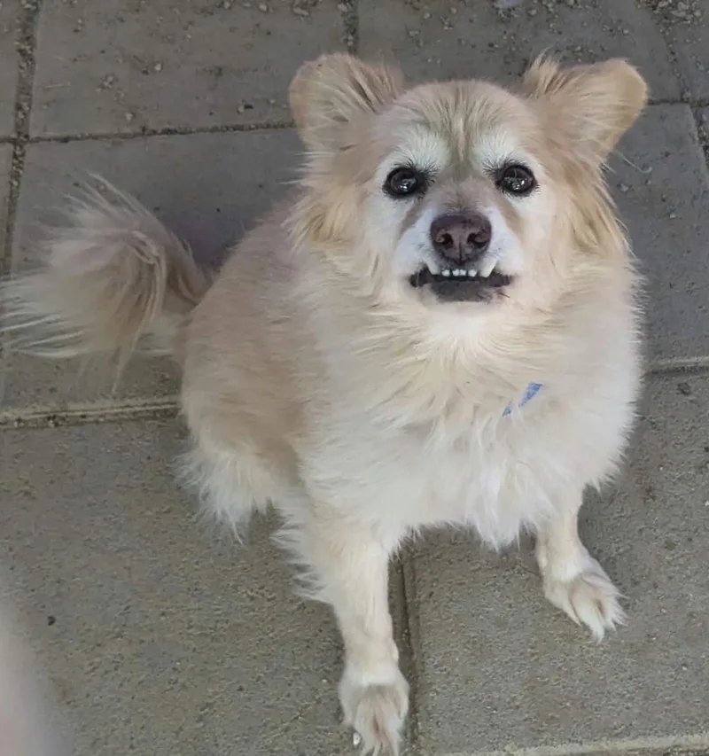 An adult small-sized male Pomeranian dog named Roonie for adoption in Las Vegas, NV