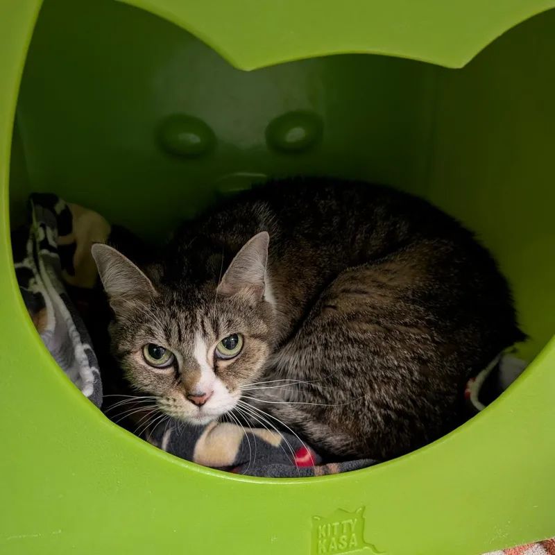 An adult medium-sized female Brown / Chocolate Domestic Short Hair cat named Jay Jay for adoption in Brookfield, WI