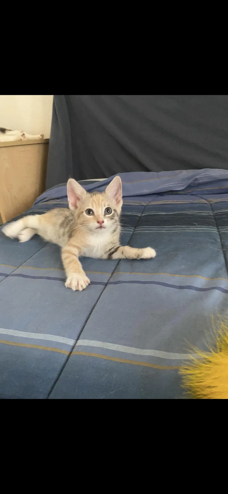 A baby small-sized female Dilute Calico cat named Tiramisu for adoption in Hayward, CA