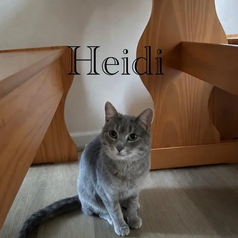 Heidi thumbnail 3